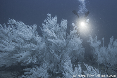 HMS Hermes diver with light